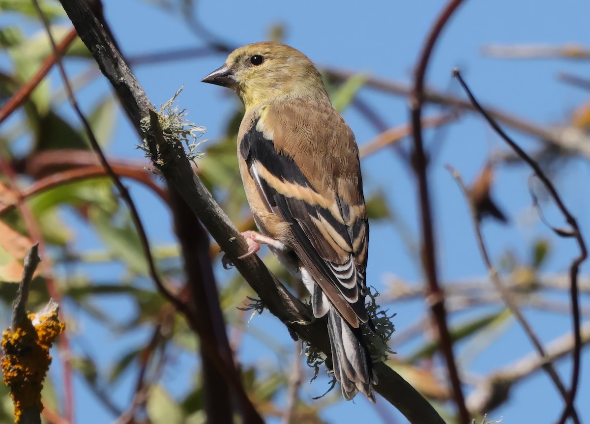 American Goldfinch - ML642497640