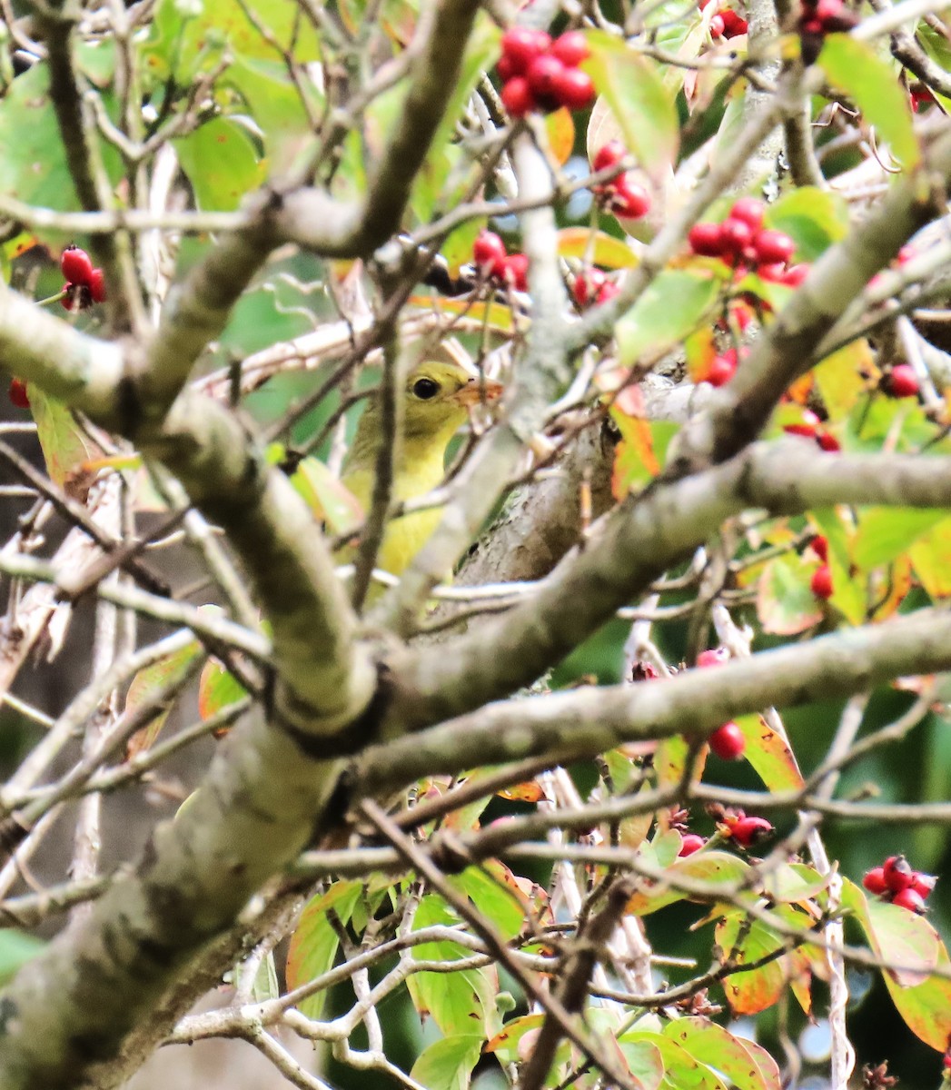 Scarlet Tanager - ML642497662