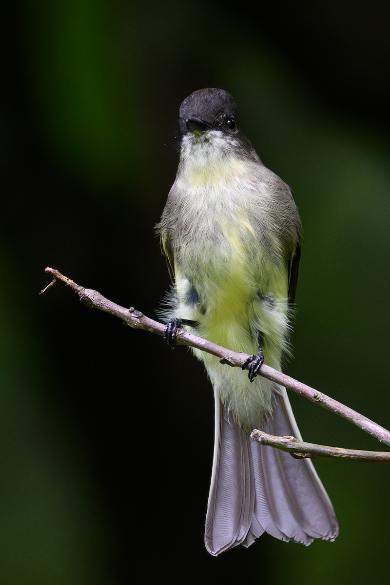 Mosquero Fibí - ML642497671