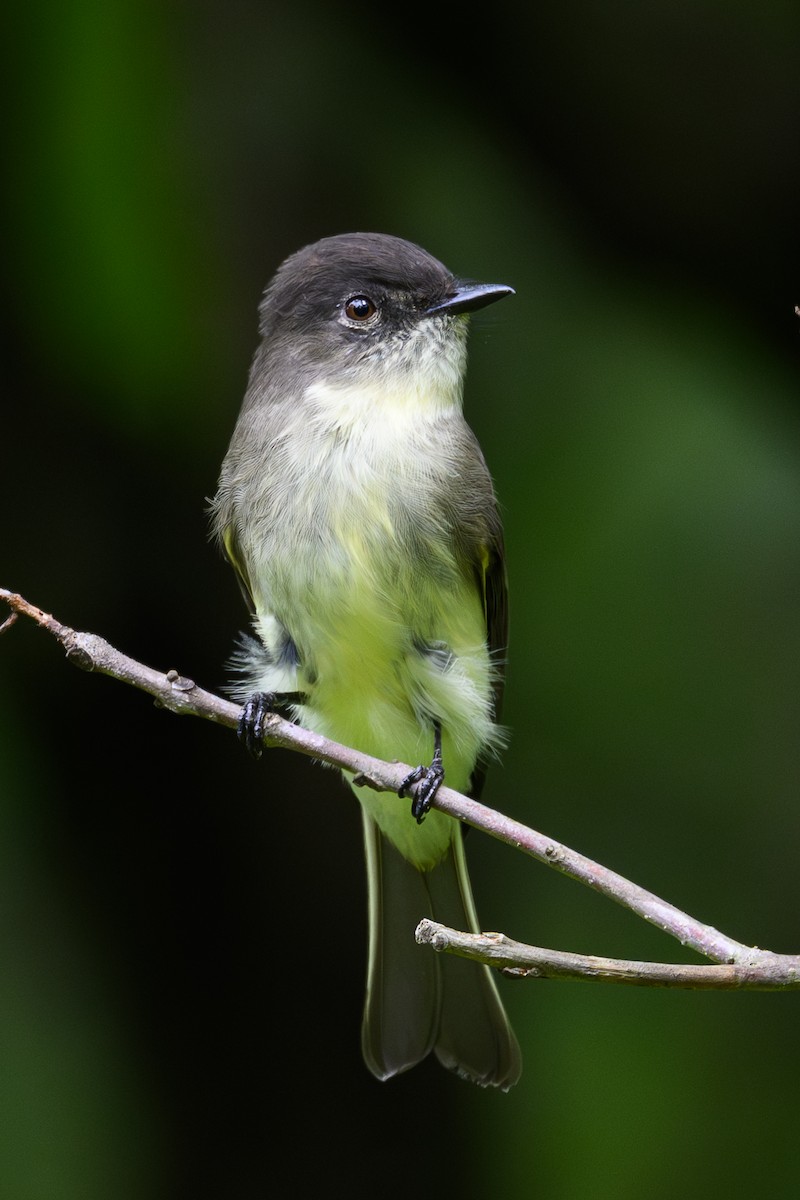 Mosquero Fibí - ML642497672