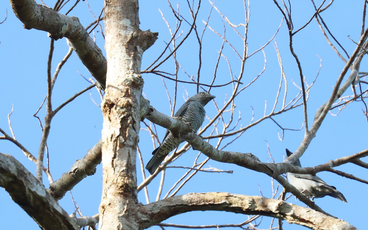 Bar-bellied Cuckooshrike - ML642497676