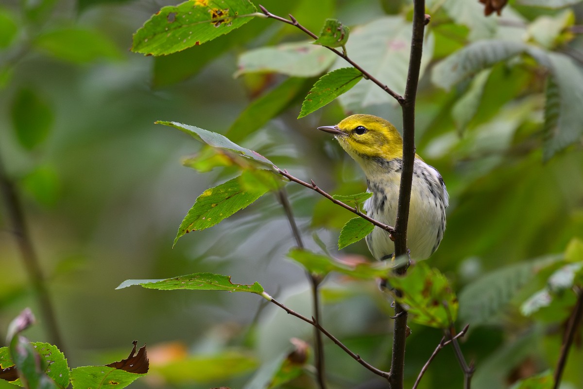Reinita Dorsiverde - ML642497682