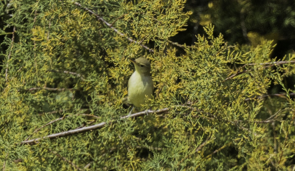 Melodious Warbler - ML642497695