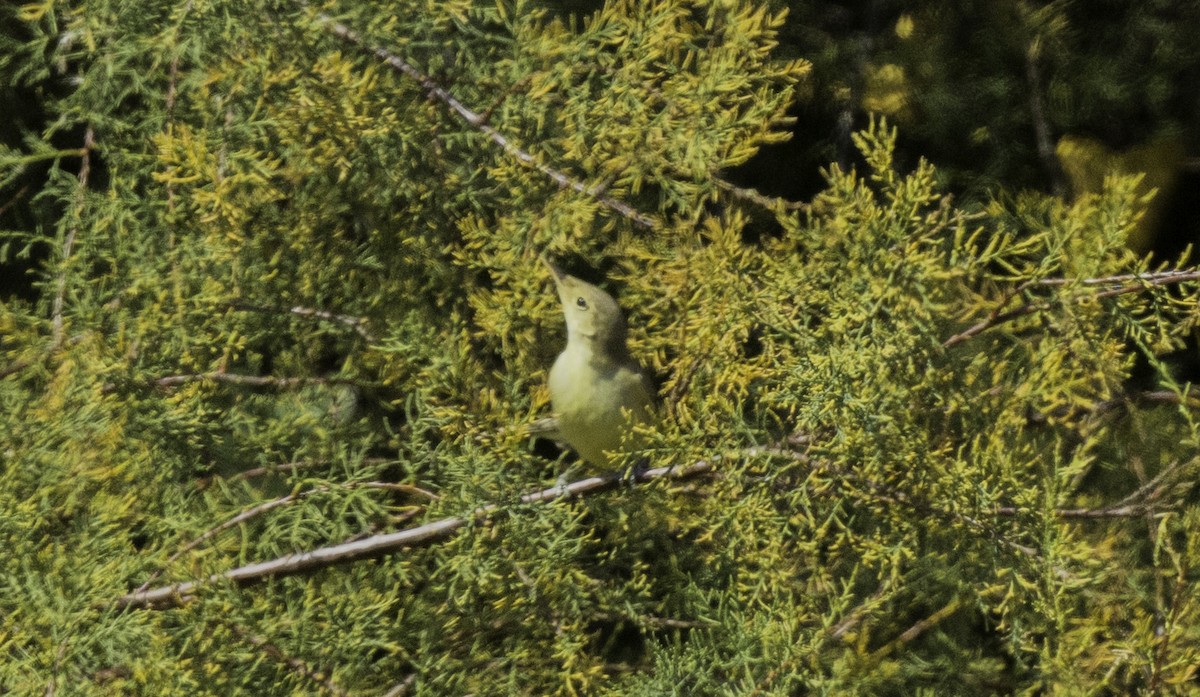 Melodious Warbler - ML642497696