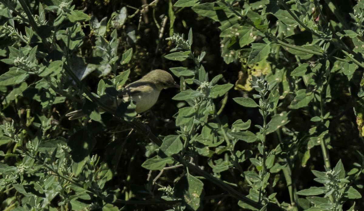 Melodious Warbler - ML642497701