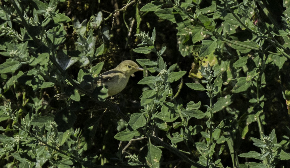 Melodious Warbler - ML642497702