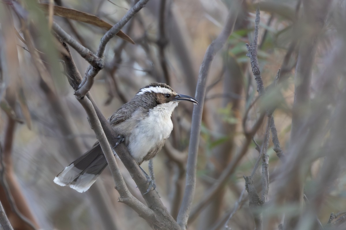 White-browed Babbler - ML642497703