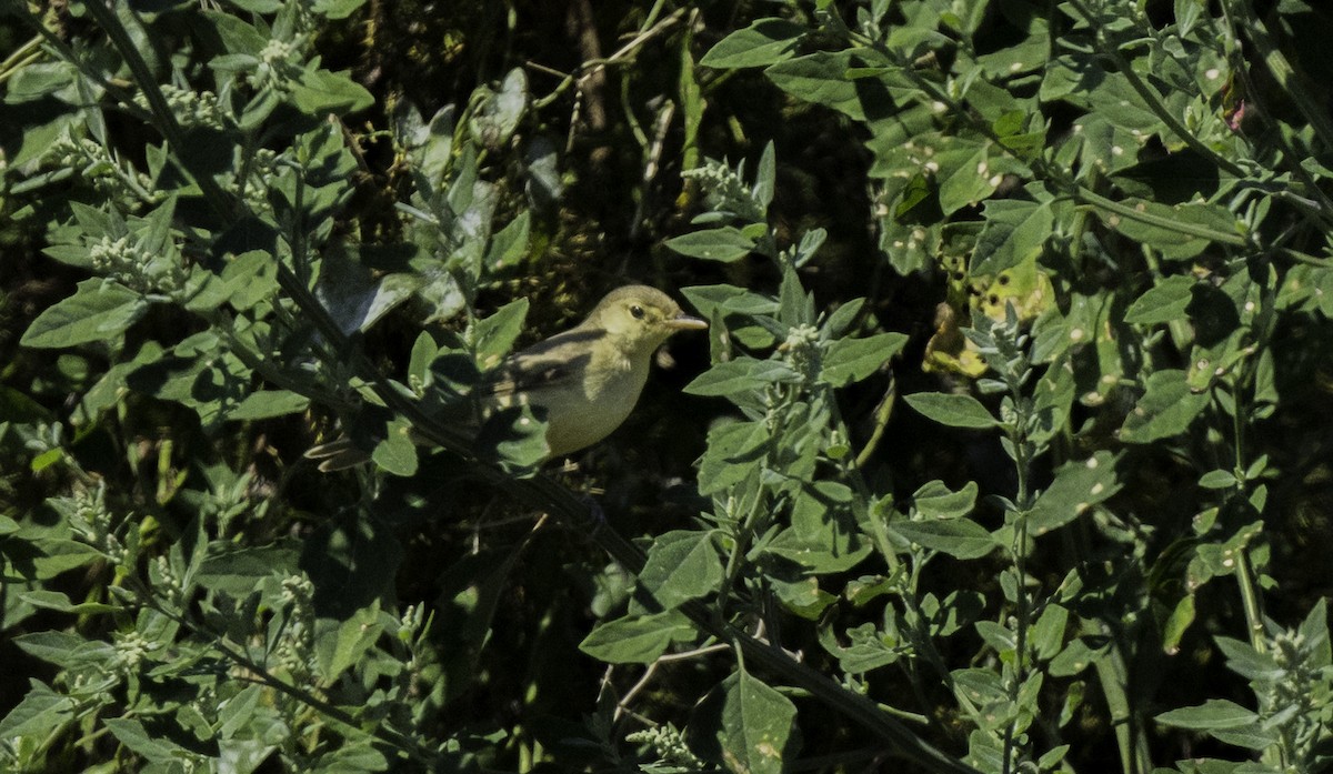 Melodious Warbler - ML642497705