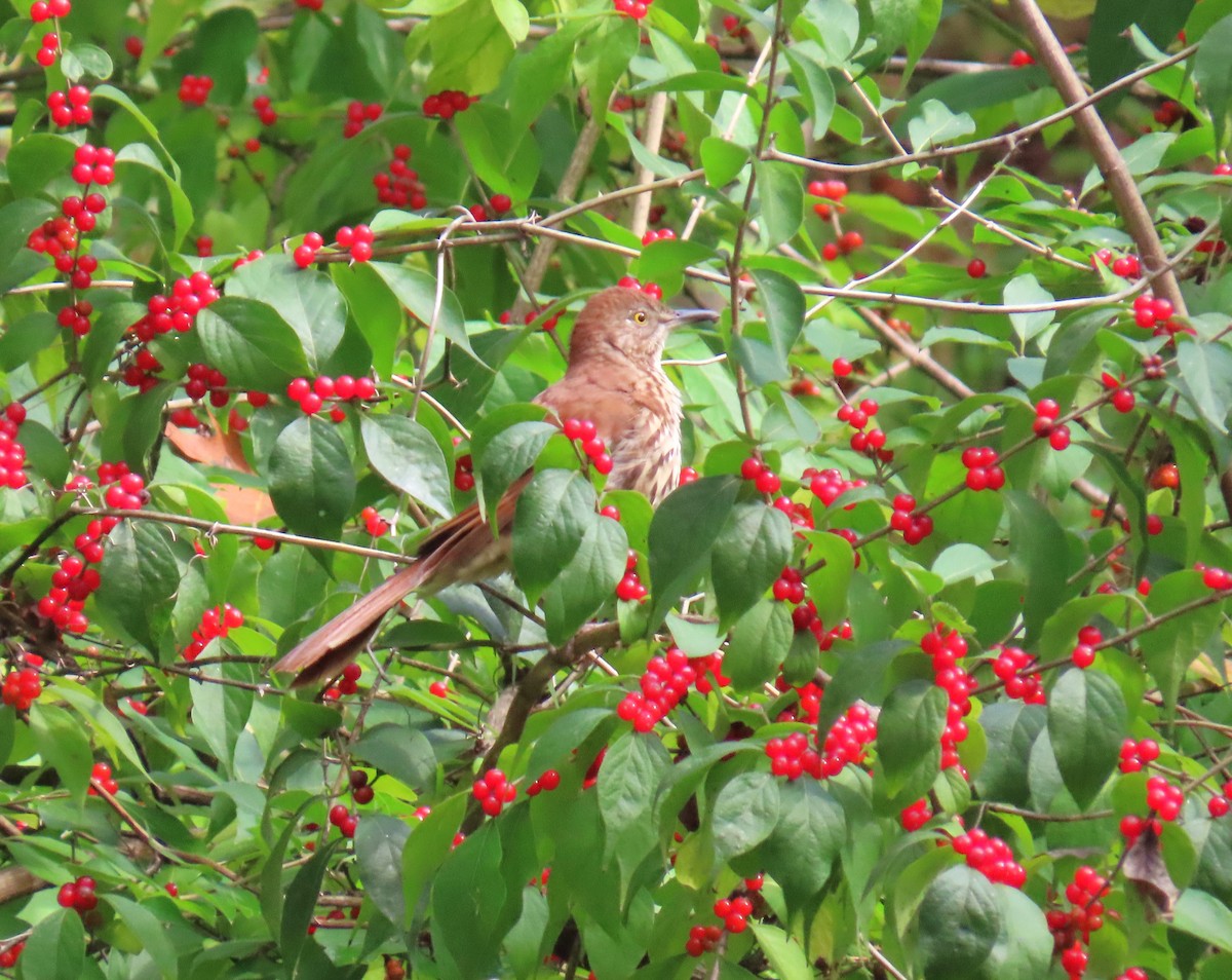 Brown Thrasher - ML642497707