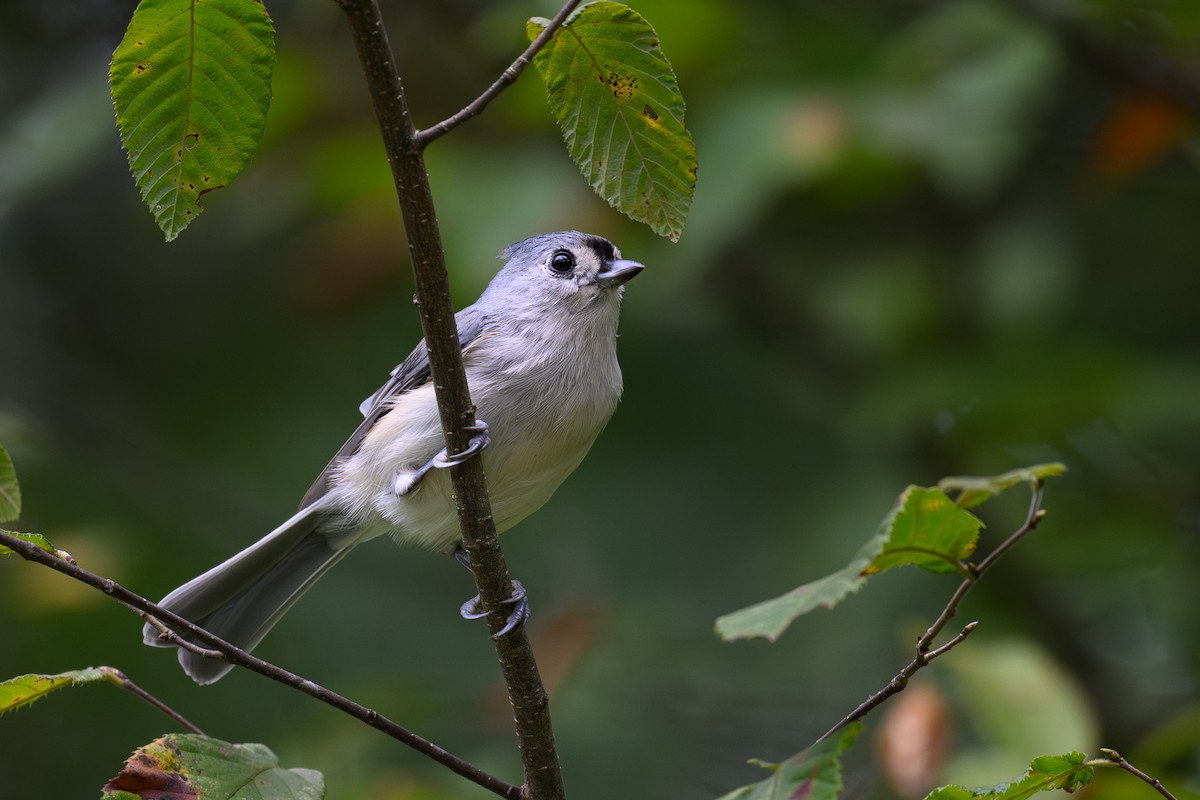 Herrerillo Bicolor - ML642497712