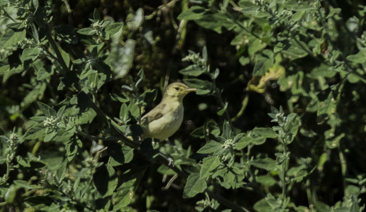 Melodious Warbler - ML642497713