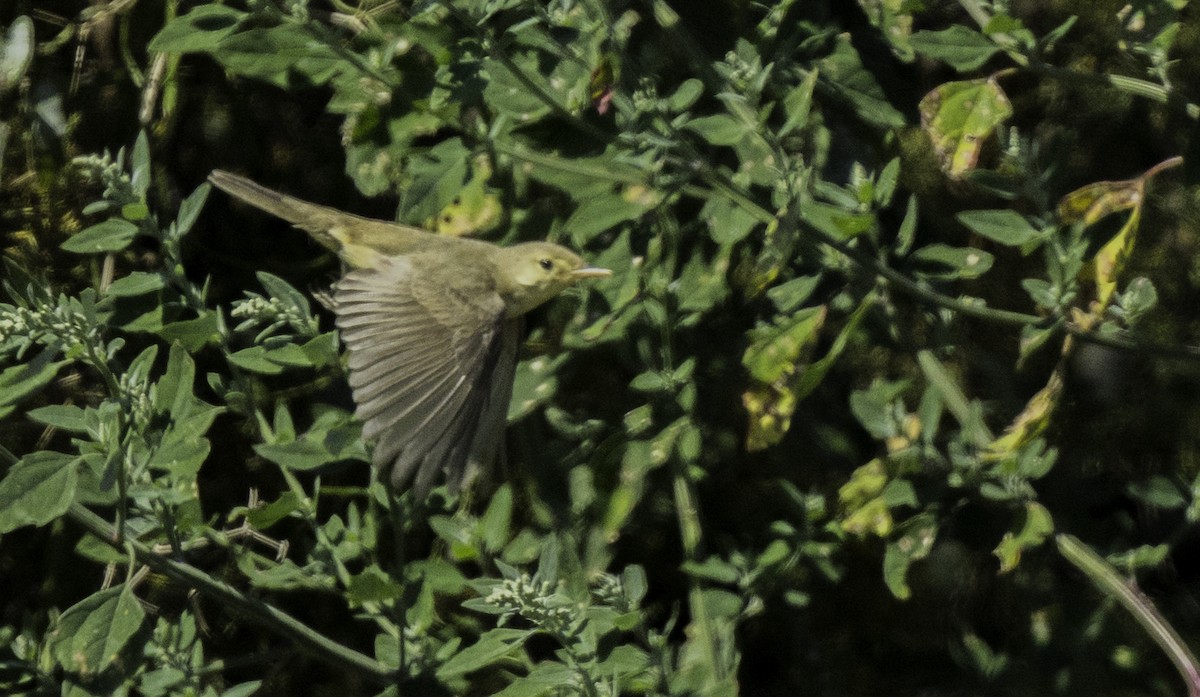 Melodious Warbler - ML642497715