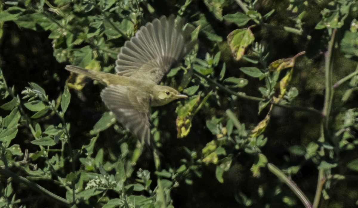 Melodious Warbler - ML642497717