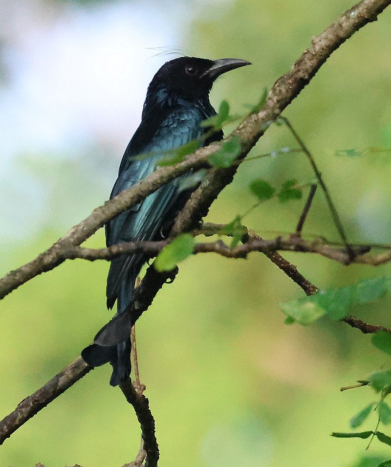 Hair-crested Drongo - ML642497722