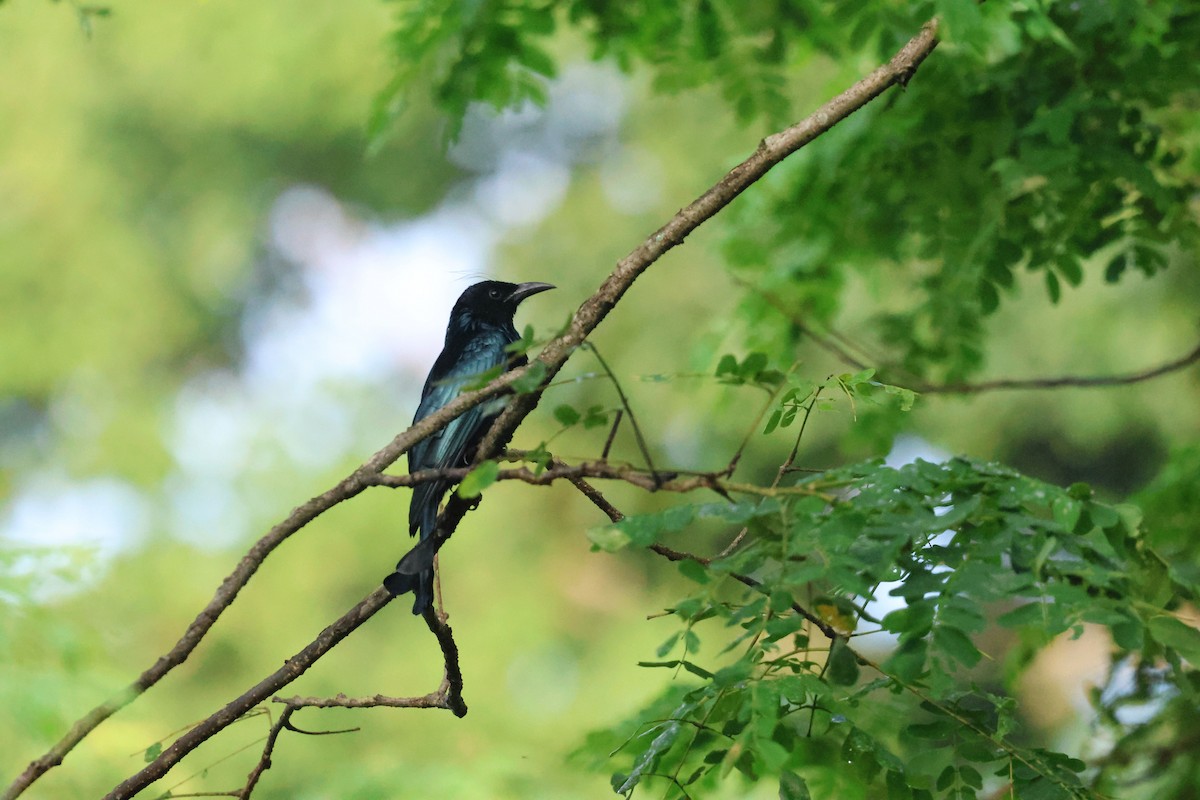 Hair-crested Drongo - ML642497723