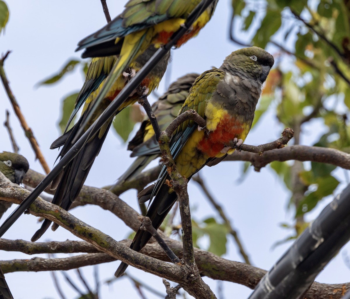 Burrowing Parakeet - ML642497726