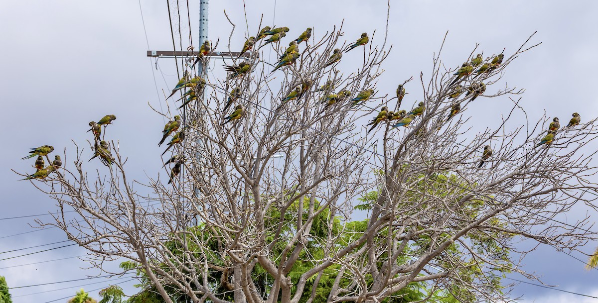 Burrowing Parakeet - ML642497727