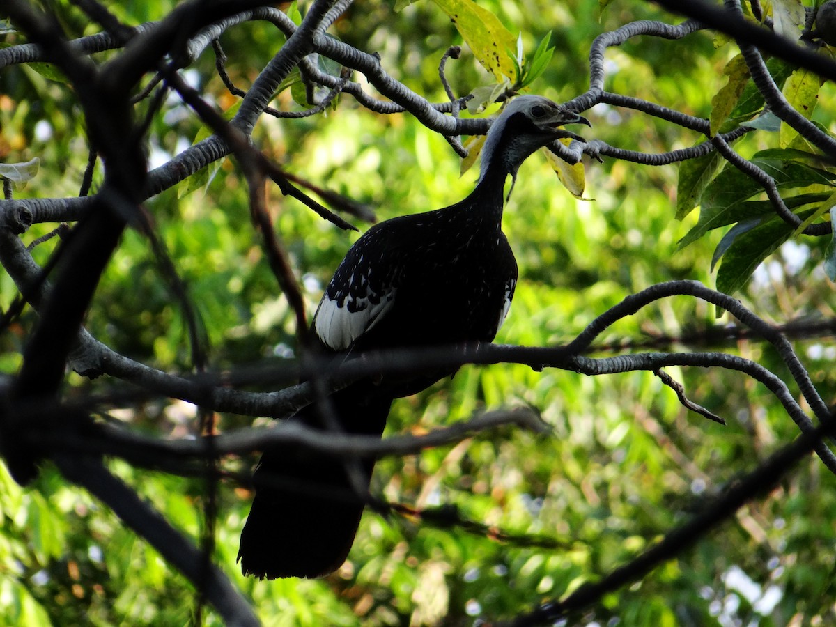 White-throated Piping-Guan - ML642497733