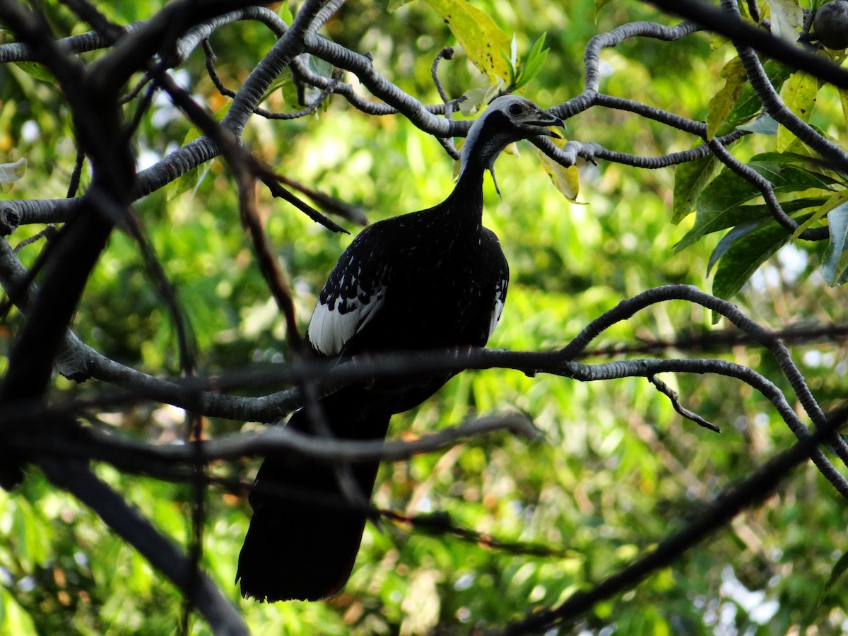 White-throated Piping-Guan - ML642497734