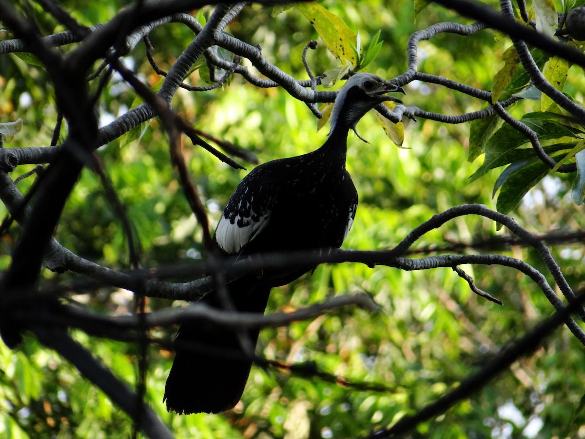 White-throated Piping-Guan - ML642497735