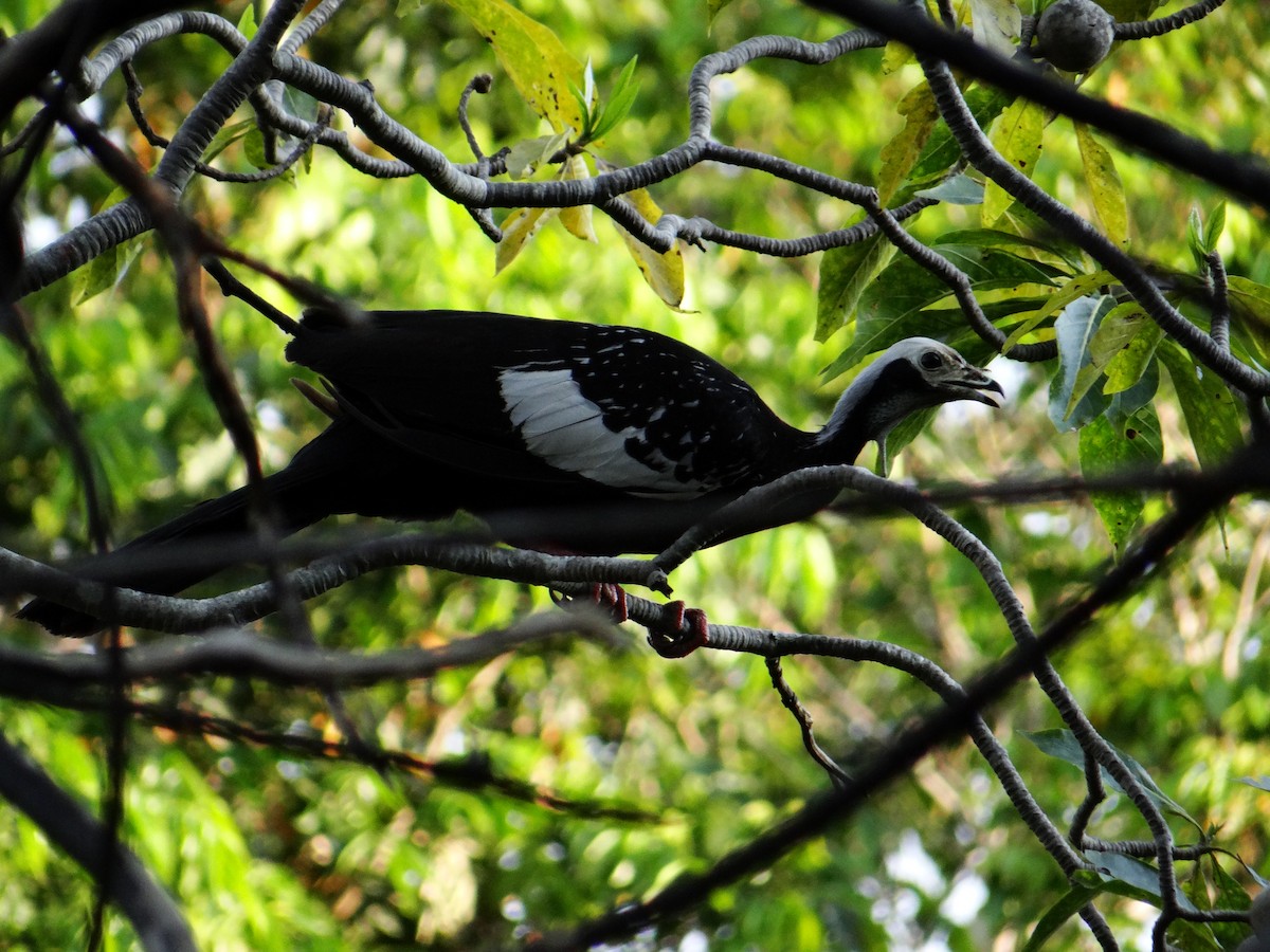 White-throated Piping-Guan - ML642497736