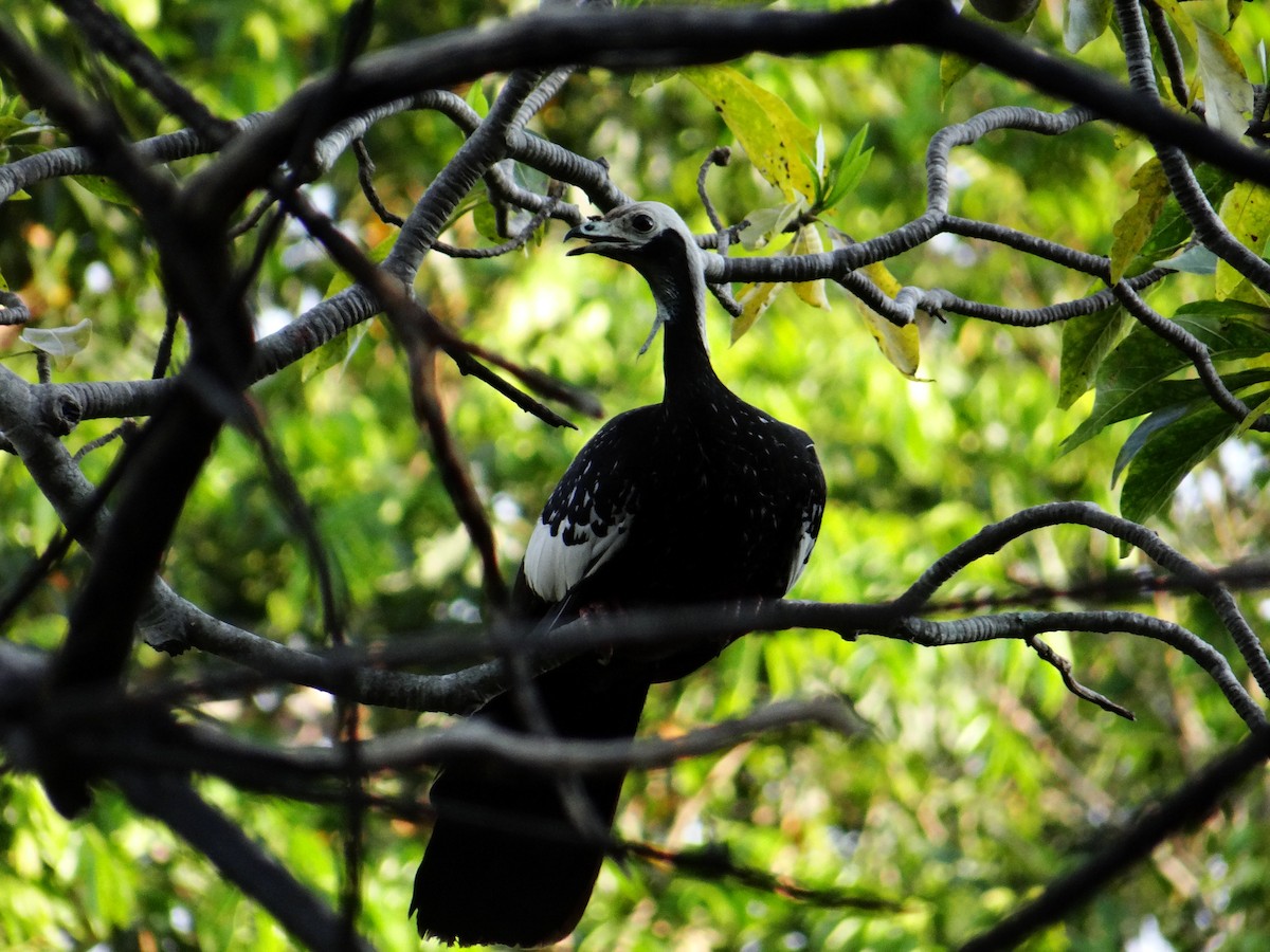 White-throated Piping-Guan - ML642497737