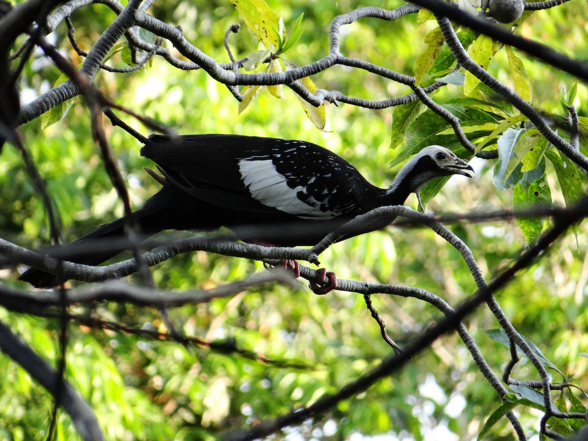 White-throated Piping-Guan - ML642497738