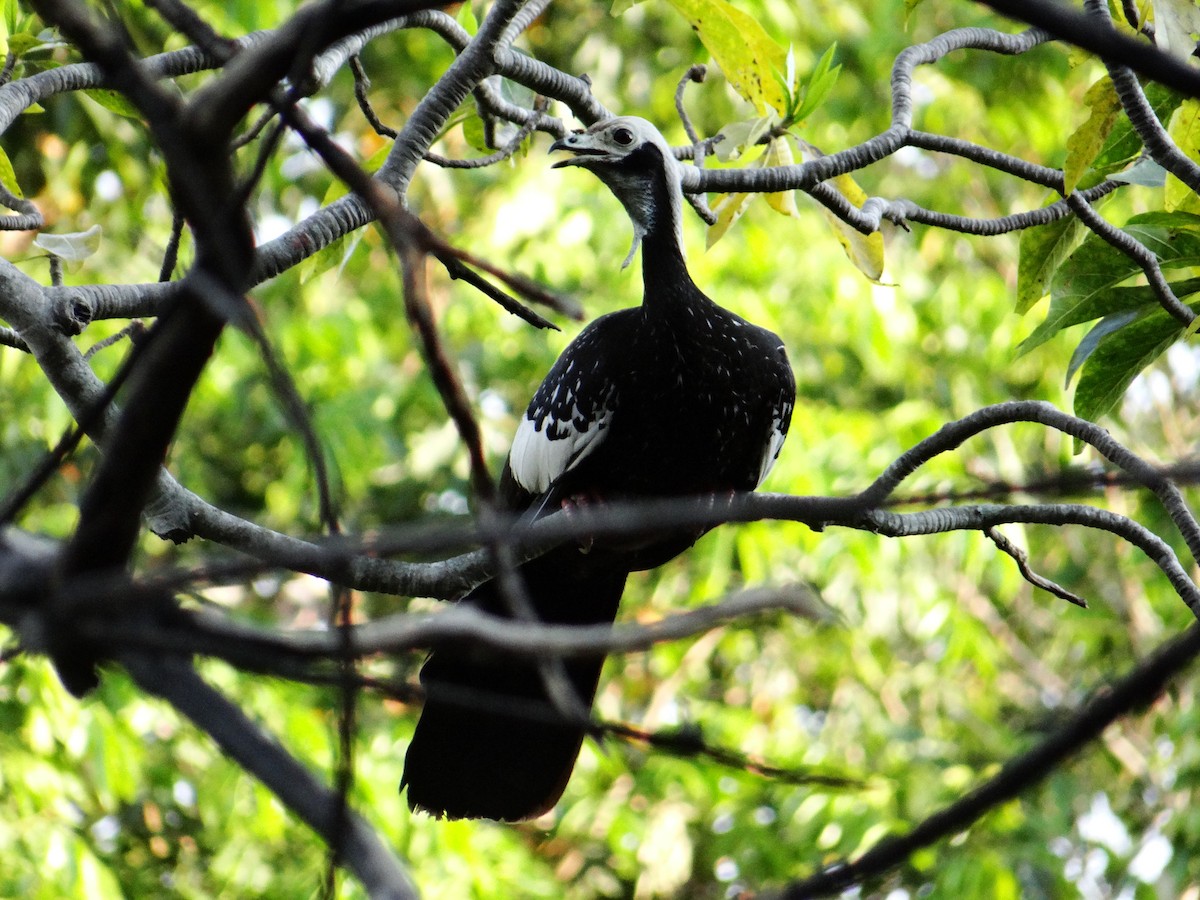 White-throated Piping-Guan - ML642497742
