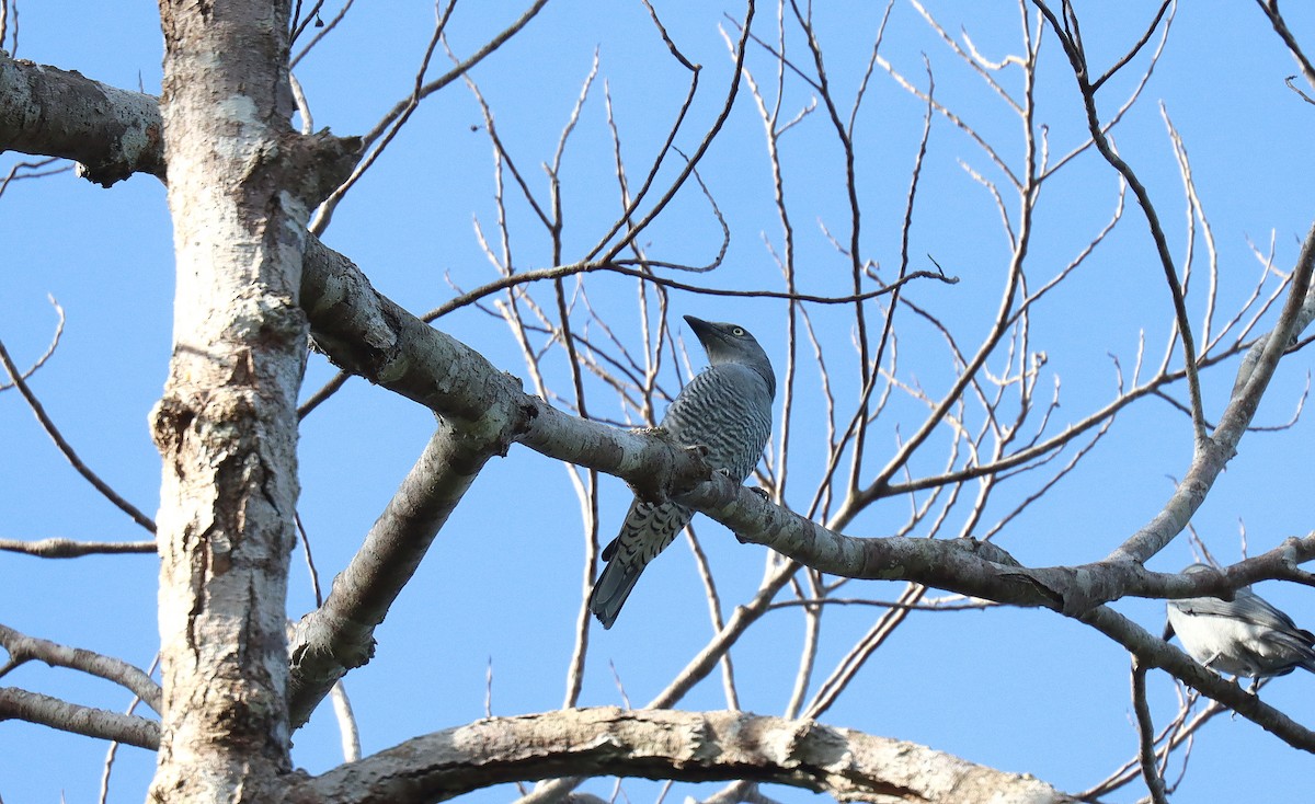 Bar-bellied Cuckooshrike - ML642497777