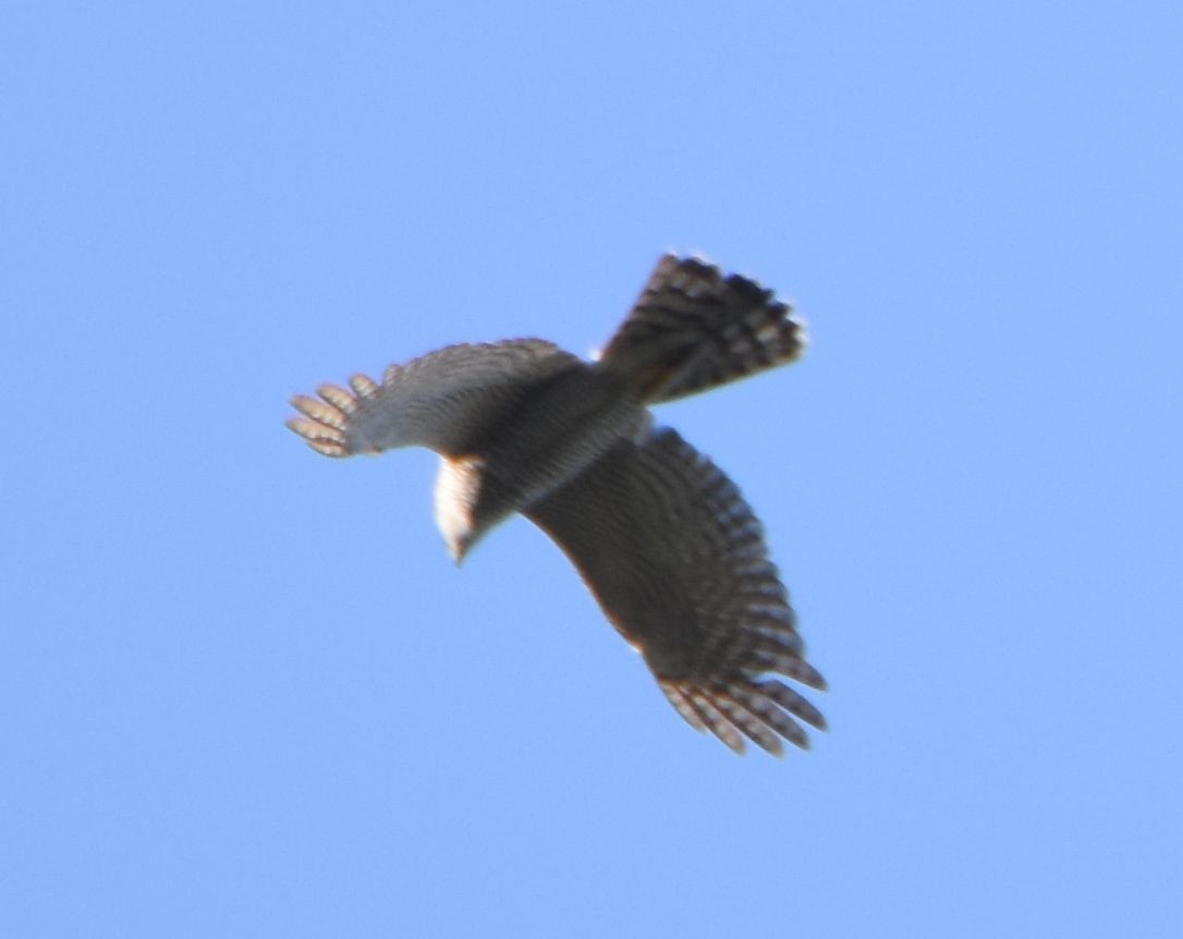 Eurasian Sparrowhawk - ML642497790