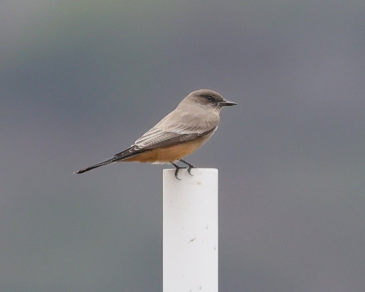 Say's Phoebe - ML642497792