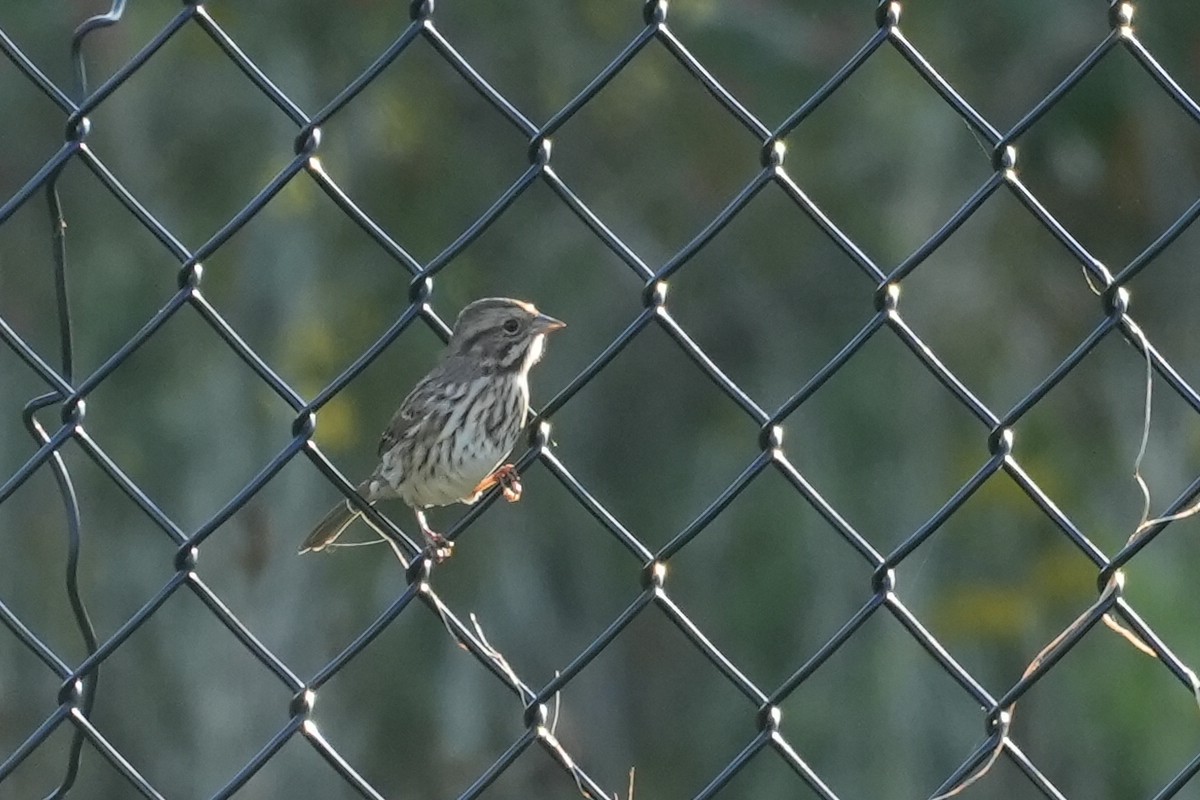 Song Sparrow - ML642497796