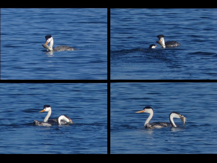 Clark's Grebe - ML642497803