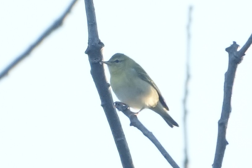 new world warbler sp. - ML642497806