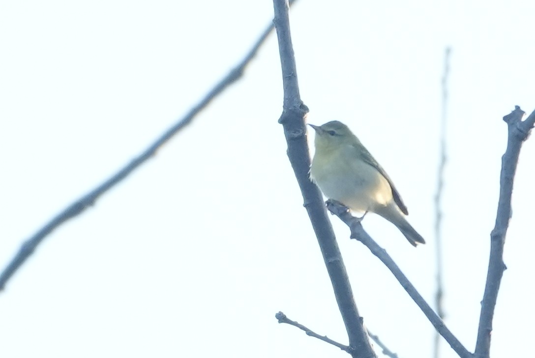 new world warbler sp. - ML642497807