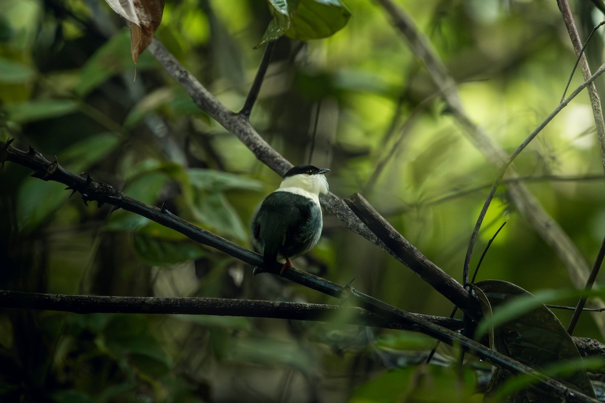 hvitskjeggmanakin - ML642497834