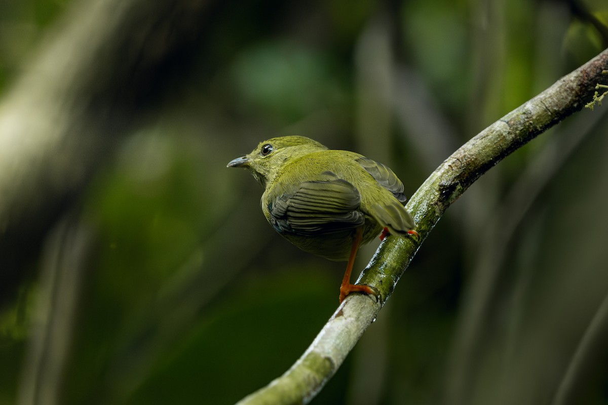 hvitskjeggmanakin - ML642497836