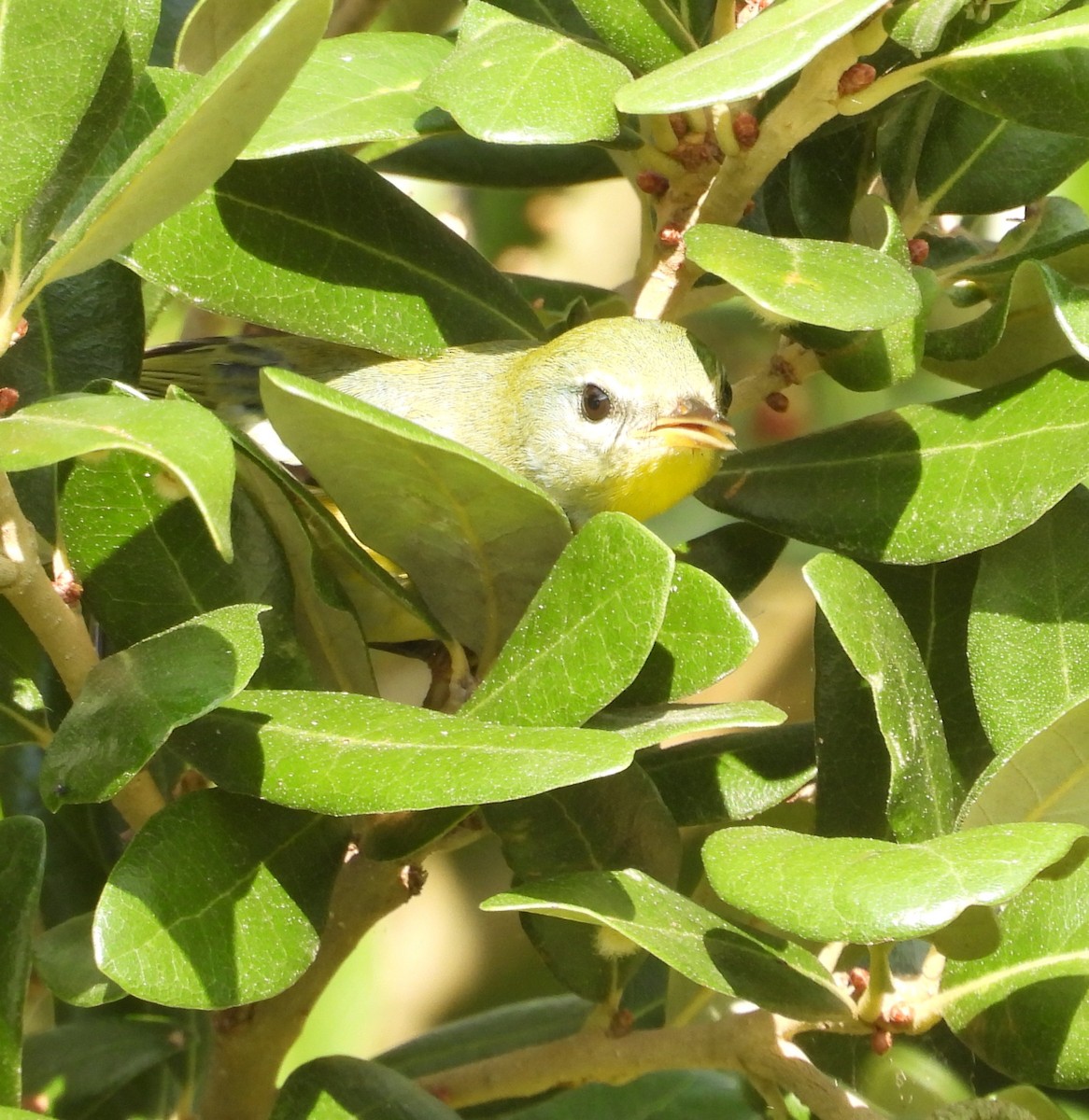 Northern Parula - ML642497845