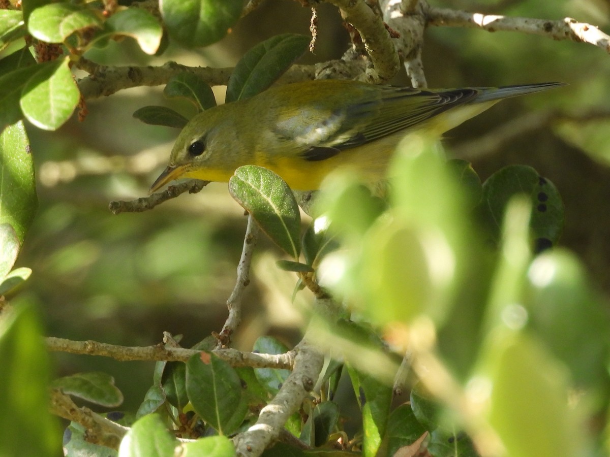 Northern Parula - ML642497846
