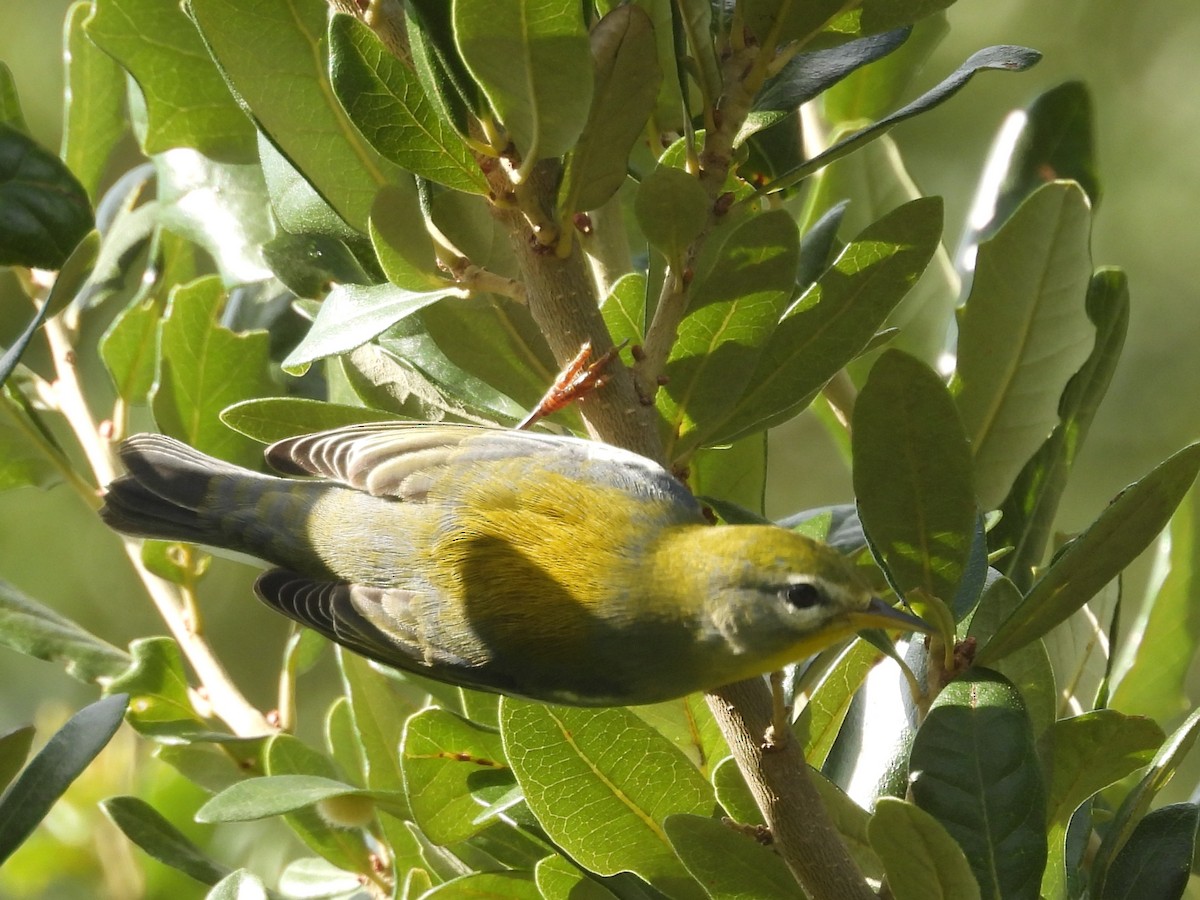 Northern Parula - ML642497847