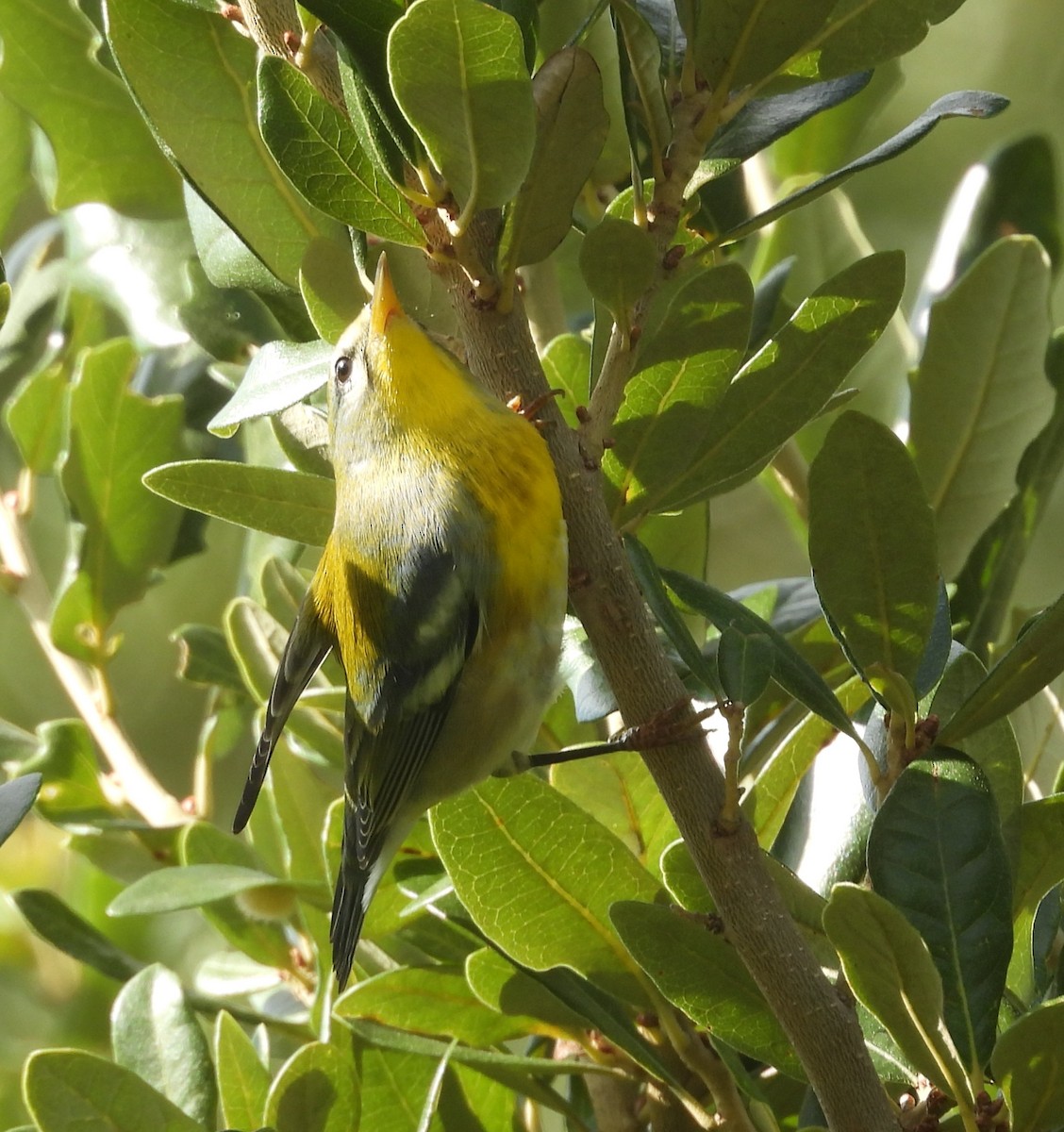 Northern Parula - ML642497848