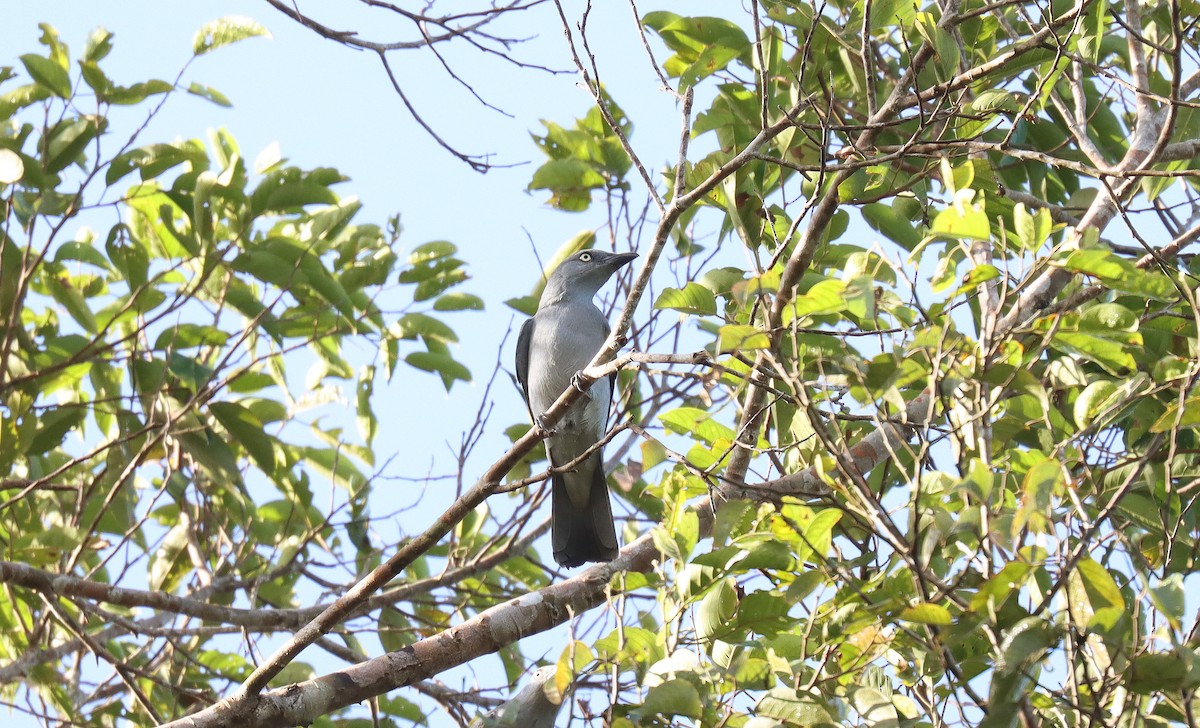Bar-bellied Cuckooshrike - ML642497874
