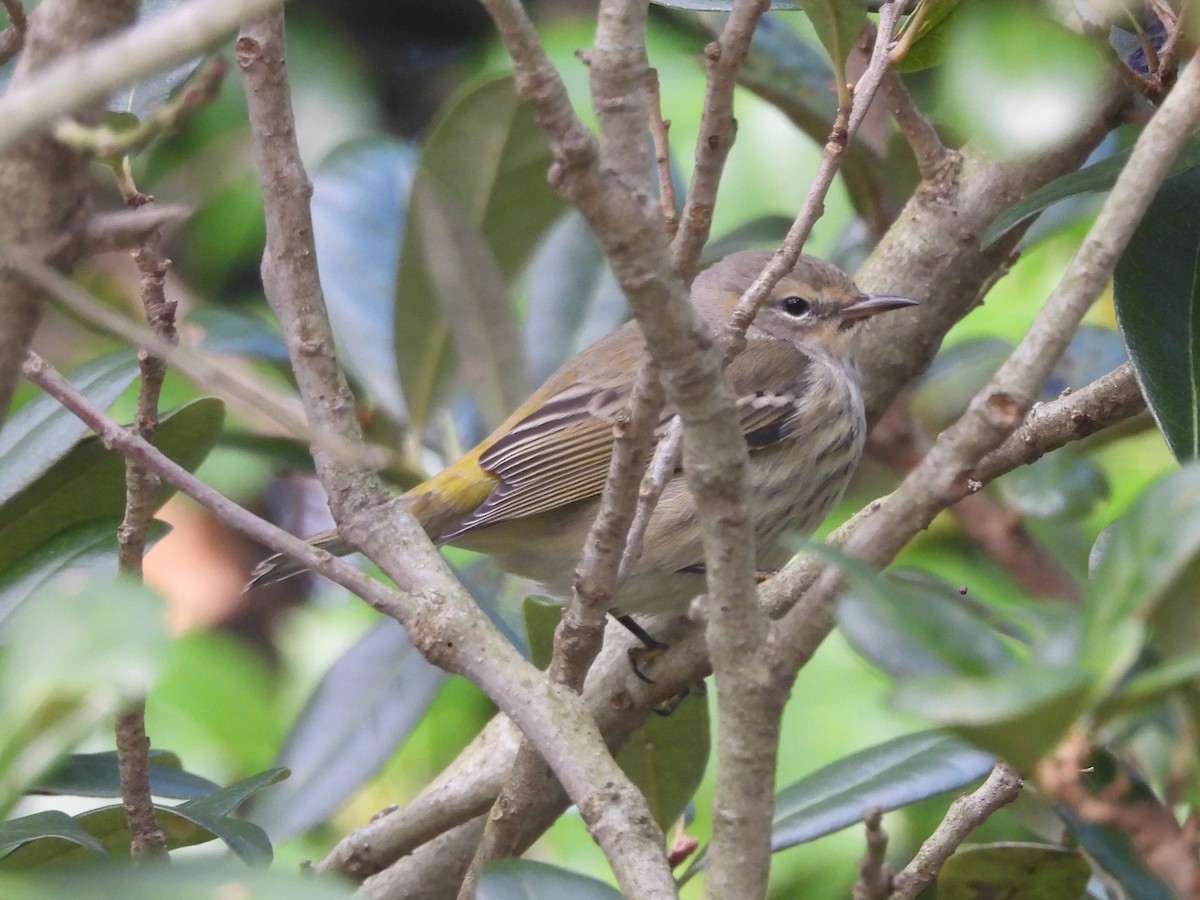 Cape May Warbler - ML642497900