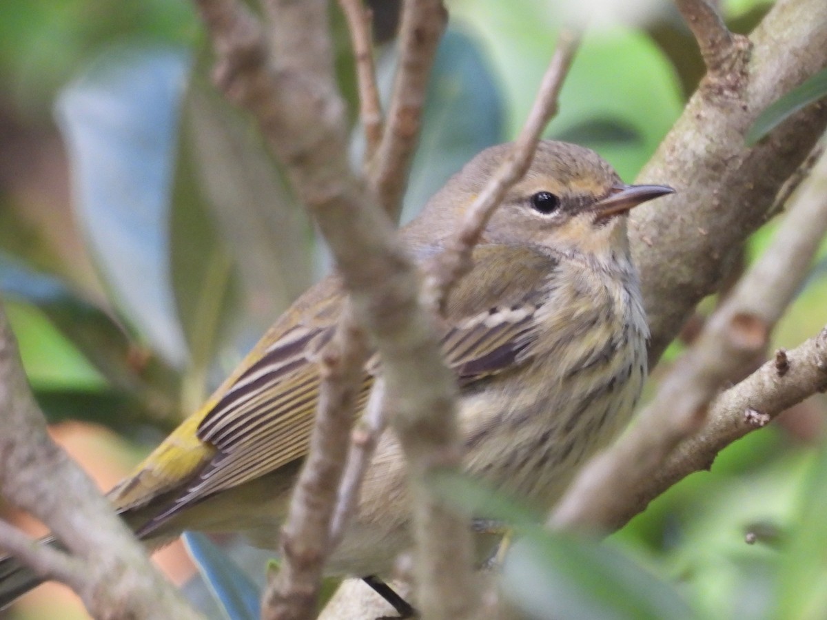 Cape May Warbler - ML642497901