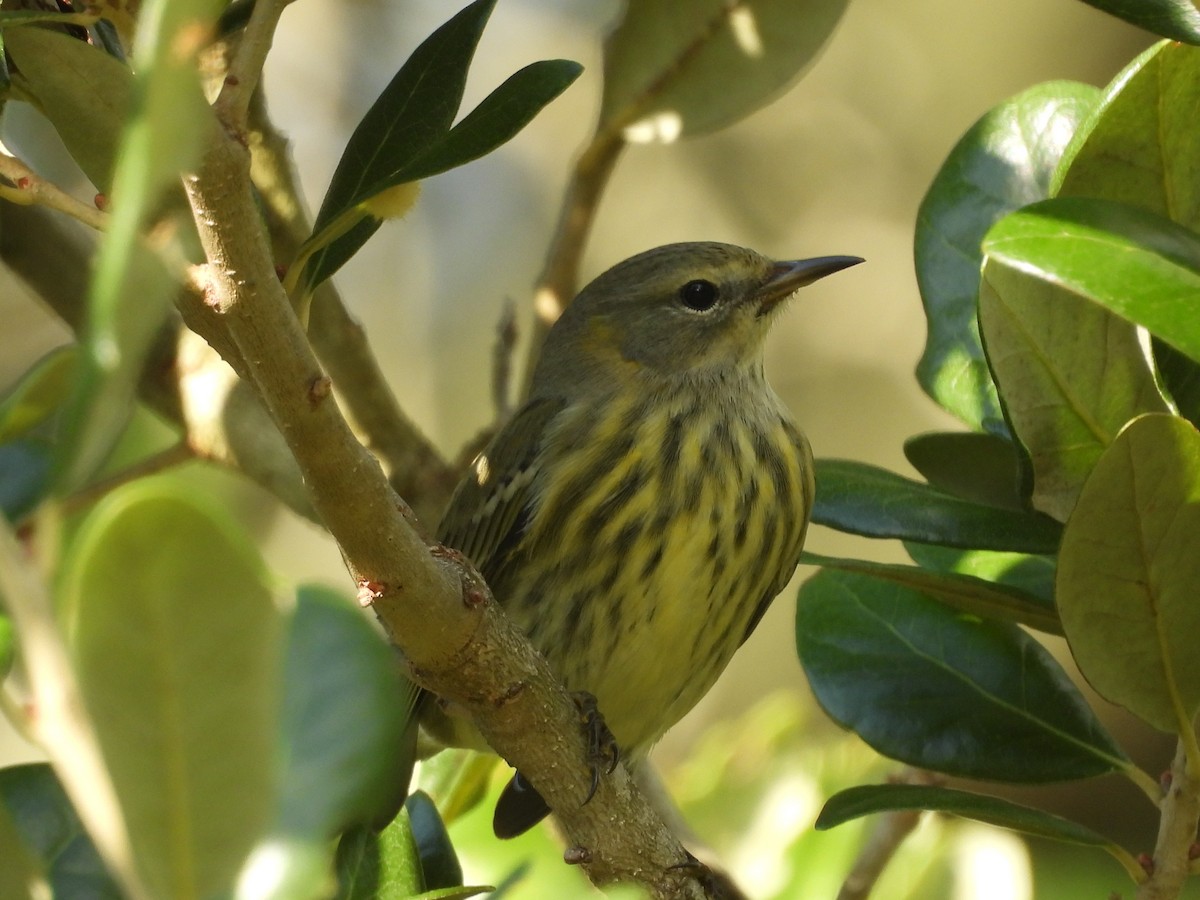 Cape May Warbler - ML642497902