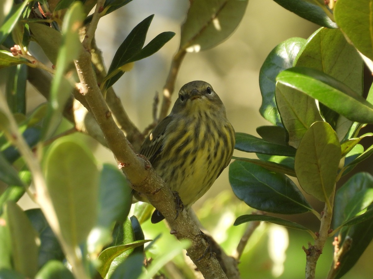 Cape May Warbler - ML642497903
