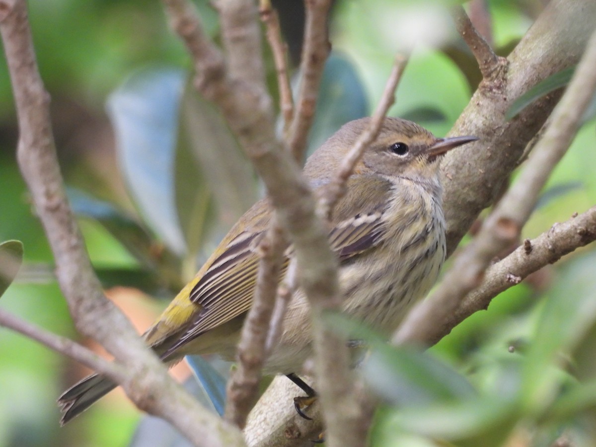Cape May Warbler - ML642497904
