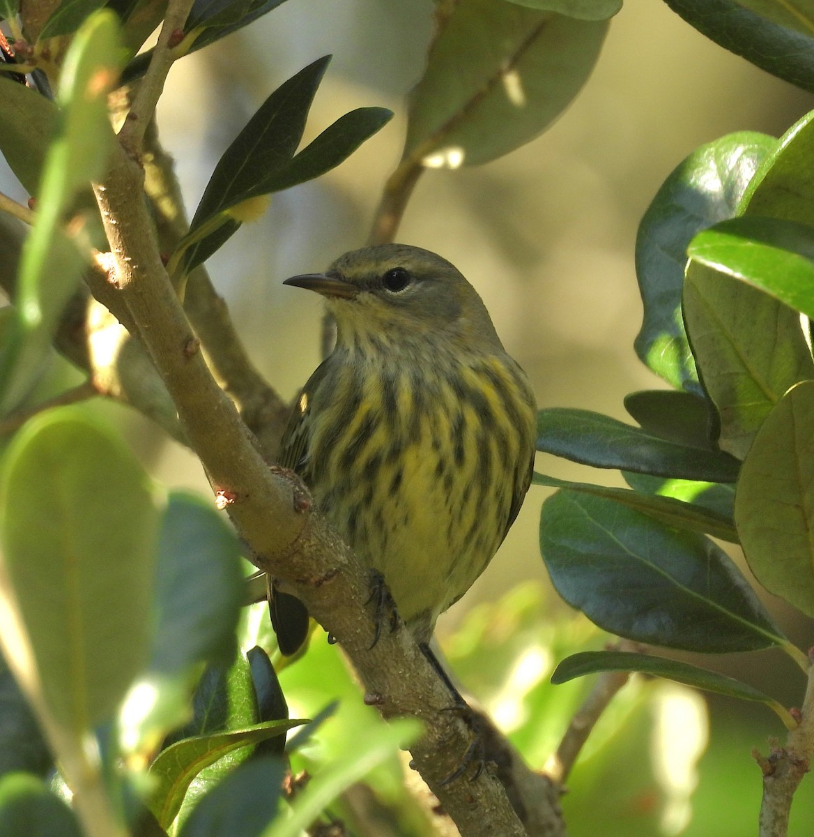 Cape May Warbler - ML642497905