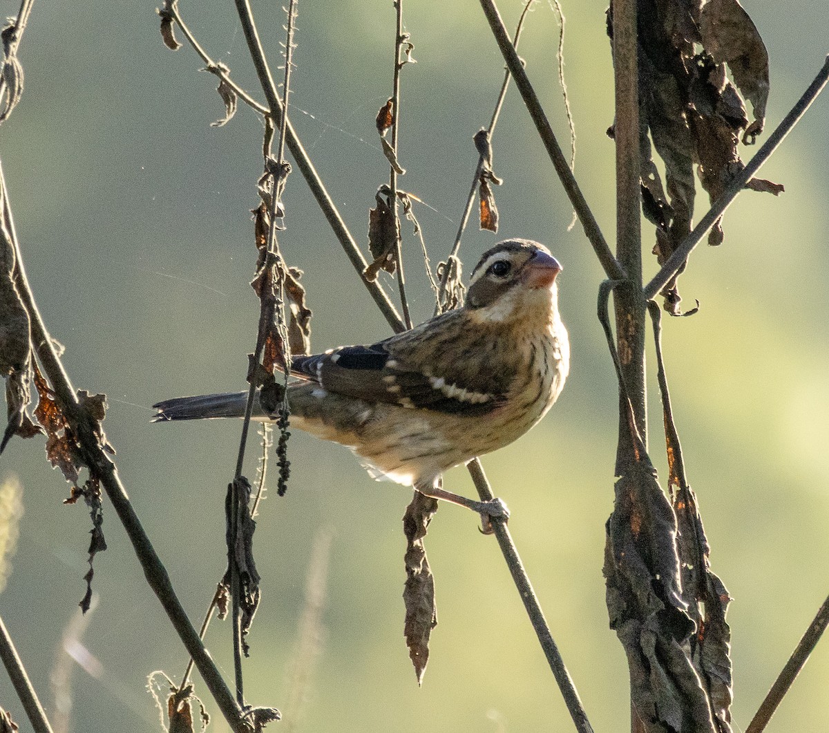 Cardinal à poitrine rose - ML642497941