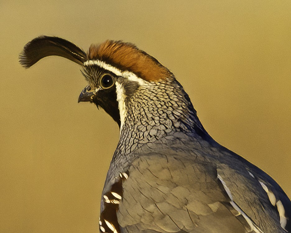 Gambel's Quail - ML642497972